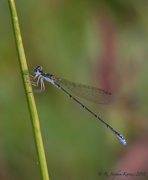 Nehalennia integricollis, male